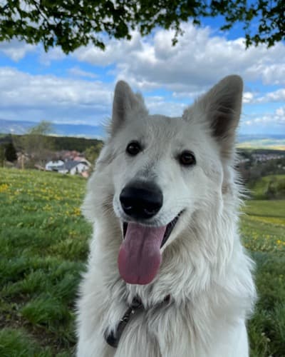 Ruby — Mascotte PawBand