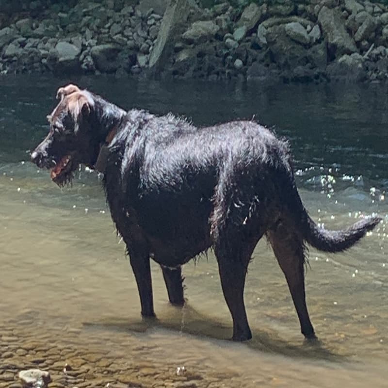 Scouby, 6 ans, croisée griffon
