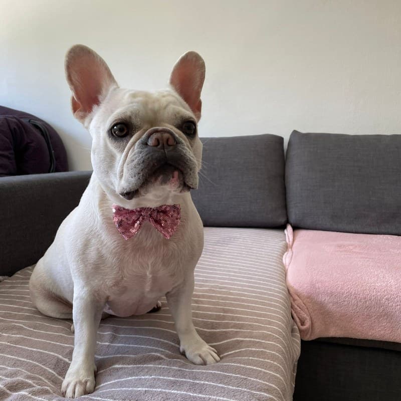 Bella
