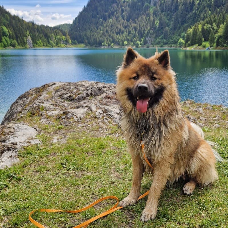 Asko