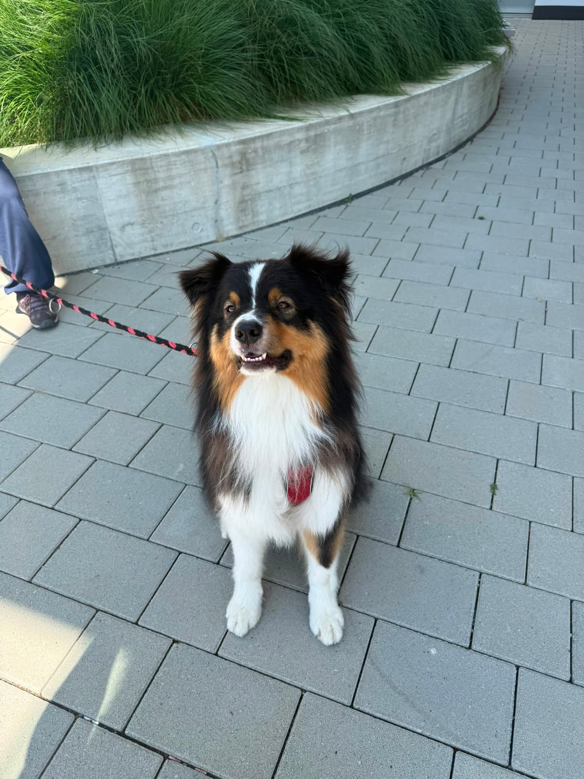 Balto